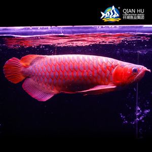 仟湖紅龍魚：仟湖紅龍魚養(yǎng)殖技術(shù) 紅龍魚百科 第2張