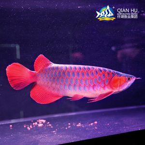 仟湖紅龍魚：仟湖紅龍魚養(yǎng)殖技術(shù) 紅龍魚百科 第1張