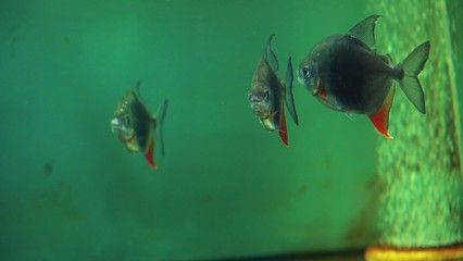 銀版魚繁殖期間飼料選擇：銀板魚繁殖期飼料保存技巧銀板魚繁殖期飼料保存技巧 細(xì)線銀板魚苗 第5張