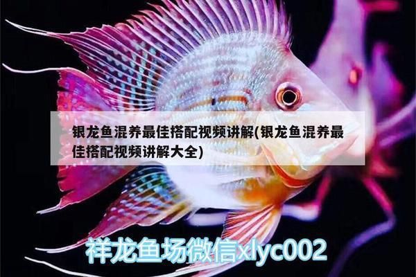 申古銀版魚混養(yǎng)食物選擇指南：申古銀版魚在混養(yǎng)時需要注意與其他魚類兼容性的兼容性