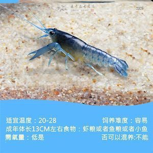 申古銀版魚混養(yǎng)食物選擇指南：申古銀版魚在混養(yǎng)時需要注意與其他魚類兼容性的兼容性 細線銀板魚苗 第5張