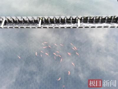 大型魚類飼養(yǎng)水質(zhì)要求：飼養(yǎng)銀龍魚時(shí)需要注意的水質(zhì)要求 龍魚百科 第1張