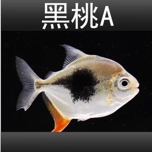 細線銀板魚苗礦物質(zhì)攝取途徑：細線銀板魚苗的礦物質(zhì)攝取途徑 細線銀板魚苗 第5張