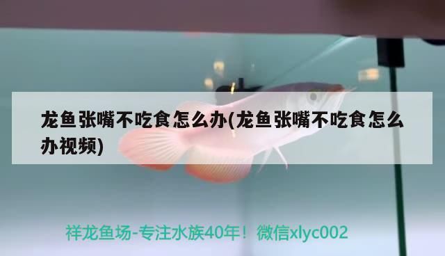 龍魚一直張嘴不吃東西：龍魚一直張嘴不吃東西怎么辦 龍魚百科 第1張