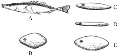 細線銀版魚繁殖行為觀察要點：細線銀版魚的繁殖行為觀察 細線銀板魚苗 第1張