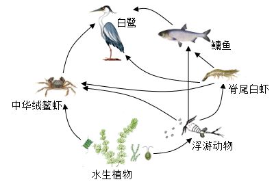 細線銀版魚繁殖行為觀察要點：細線銀版魚的繁殖行為觀察 細線銀板魚苗 第4張