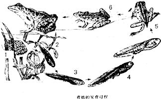 細線銀版魚繁殖行為觀察要點：細線銀版魚的繁殖行為觀察 細線銀板魚苗 第5張