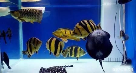 粗線銀板魚適宜飼料種類：粗線銀板魚適宜飼料種類包括上浮性與半沉浮性的中小顆粒飼料 細線銀板魚苗 第4張