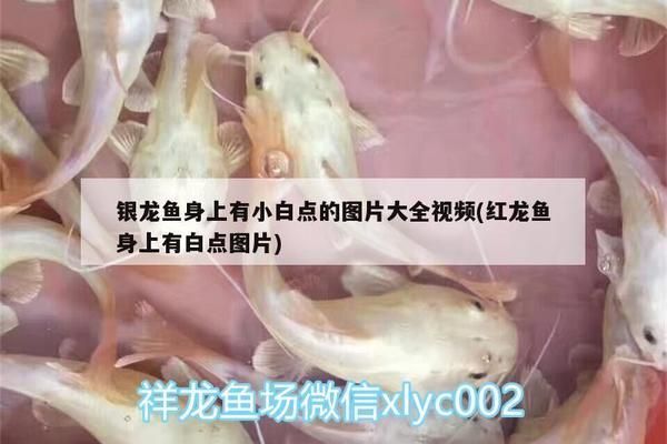 如何診斷小紅龍魚的白點?。盒〖t龍魚白點病的診斷和預(yù)防措施 紅龍魚百科 第5張