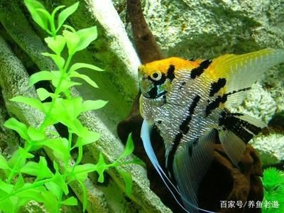 龍魚配燕魚好不好：龍魚與燕魚混養(yǎng)注意事項清單龍魚攻擊燕魚攻擊燕魚 龍魚百科 第5張