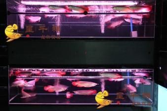 金龍魚盈利能力數(shù)據(jù)資料：-回答：金龍魚的盈利能力對公司未來的盈利前景有何影響 水族問答 第2張