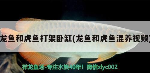 龍魚與虎魚混養(yǎng)打架：如何判斷龍魚和虎魚是否適合混養(yǎng)？ 龍魚百科 第5張