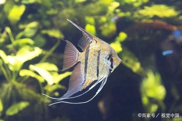 金龍魚(yú)用燈方法：關(guān)于金龍魚(yú)用燈方法的五個(gè)疑問(wèn)句 水族問(wèn)答 第2張