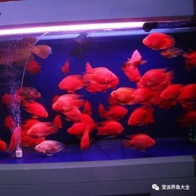 金龍魚用多大缸：關于金龍魚的問題 水族問答 第1張