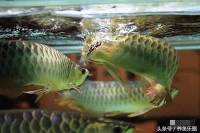 怎么訓(xùn)練龍魚吃活食視頻：如何訓(xùn)練龍魚吃活食 龍魚百科 第5張