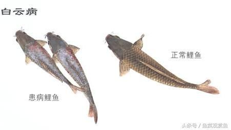 如何預(yù)防龍鳳鯉魚(yú)白膜?。喝绾晤A(yù)防龍鳳鯉魚(yú)白膜病的發(fā)生 龍魚(yú)百科 第6張