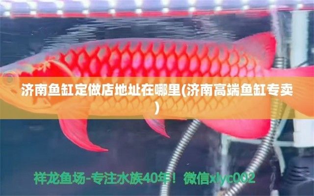 紅魔王銀版魚水質檢測頻率：紅魔王銀版魚的水質檢測頻率 細線銀板魚苗 第5張