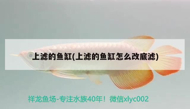 如何隔離治療患病細線銀版魚：細線銀版魚疾病康復(fù)期護理 細線銀板魚苗 第5張