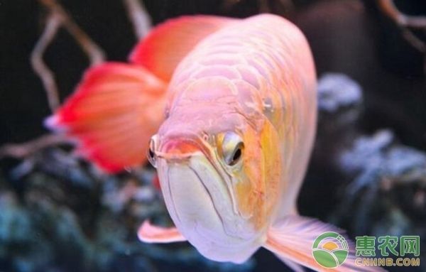 龍魚日常保健措施：選擇合適的水族箱是養(yǎng)護(hù)龍魚的第一步，日常保健的關(guān)鍵措施 龍魚百科 第1張