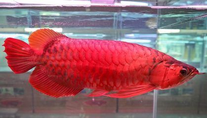 極品紅龍魚價(jià)格多少一條：極品紅龍魚的價(jià)格受多種因素影響