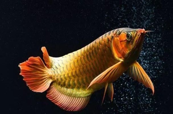 紅龍魚體型塑造：關(guān)于紅龍魚體型塑造的詳細描述