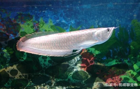 銀板魚繁殖后幼魚護(hù)理：銀板魚繁殖后對幼魚的護(hù)理至關(guān)重要以確保它們健康成長 細(xì)線銀板魚苗 第3張