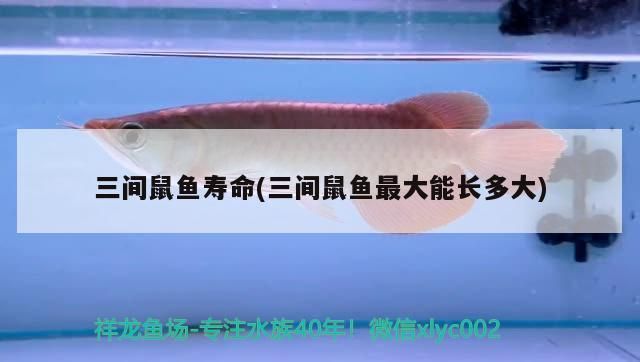 如何檢測三間鼠魚水質(zhì)：三間鼠魚水質(zhì)檢測 龍魚百科 第1張