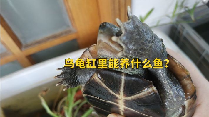 龍魚缸適合養(yǎng)什么龜：適合與龍魚混養(yǎng)的幾種龜類 龍魚百科 第4張