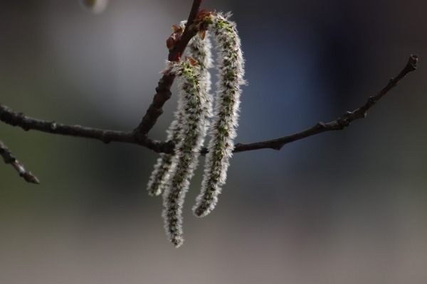 銀版魚(yú)日常護(hù)理要點(diǎn)：如何判斷銀版魚(yú)水質(zhì)是否合格 細(xì)線銀板魚(yú)苗 第4張