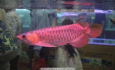 紫焰紅龍魚：探討紫焰紅龍魚 紅龍魚百科 第3張