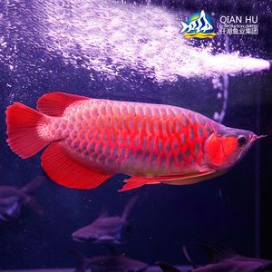 紫焰紅龍魚：探討紫焰紅龍魚 紅龍魚百科 第2張