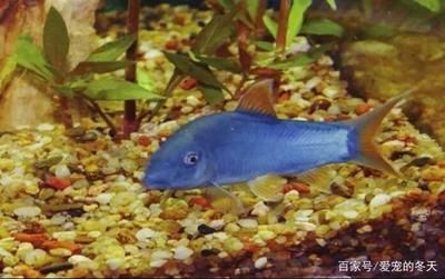 金龍魚有人吃嗎：金龍魚是什么？金龍魚可以吃嗎？ 水族問答 第4張