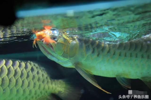 龍魚可以不喂活食嗎：龍魚可以不喂活食來飼養(yǎng)嗎？ 龍魚百科 第3張