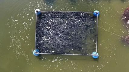 申古銀版魚水質管理技巧：申古銀版魚水質管理技巧：觀賞魚水質檢測方法 細線銀板魚苗 第2張