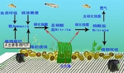 申古銀版魚水質管理技巧：申古銀版魚水質管理技巧：觀賞魚水質檢測方法 細線銀板魚苗 第5張