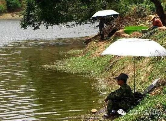 金龍魚有什么價(jià)值和用途：如何鑒別金龍魚的健康狀態(tài)和生長狀況 水族問答 第1張