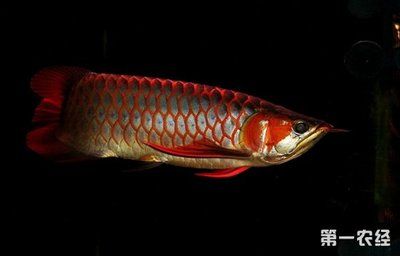 金龍魚(yú)紅龍魚(yú)哪個(gè)名貴好養(yǎng)：金龍魚(yú)和紅龍魚(yú)哪個(gè)更名貴？ 紅龍魚(yú)百科 第2張