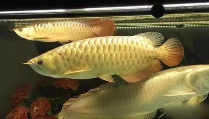 龍魚吃什么的？：龍魚的飲食主要包括動物性飼料和其他一些食物 龍魚百科 第3張