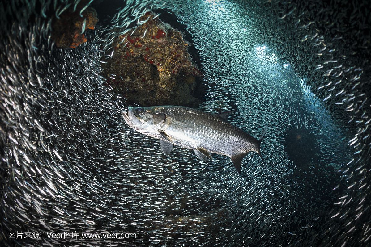 銀版魚群游習(xí)性探究：銀版魚的群游習(xí)性 細線銀板魚苗 第2張