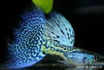 金龍魚有一點(diǎn)點(diǎn)蒙眼怎么回事：金龍魚“蒙眼”怎么辦？ 水族問答