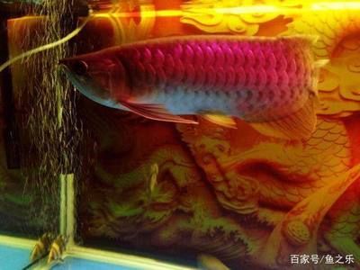 龍魚(yú)品質(zhì)怎么看好壞：如何挑選健康龍魚(yú) 龍魚(yú)百科 第4張