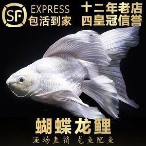 紅勾銀版魚(yú)混養(yǎng)水質(zhì)管理技巧：紅勾銀版魚(yú)與申古銀板魚(yú)混養(yǎng)時(shí)水質(zhì)管理 細(xì)線銀板魚(yú)苗 第4張