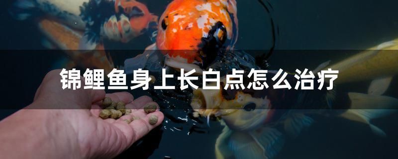 細(xì)線銀版魚藥物治療案例分析：細(xì)線銀版魚的藥物治療案例分析 細(xì)線銀板魚苗 第2張