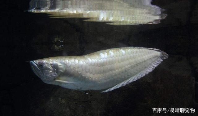 銀版魚(yú)繁殖期水質(zhì)管理技巧：銀版魚(yú)的繁殖期水質(zhì)管理技巧 細(xì)線銀板魚(yú)苗 第5張