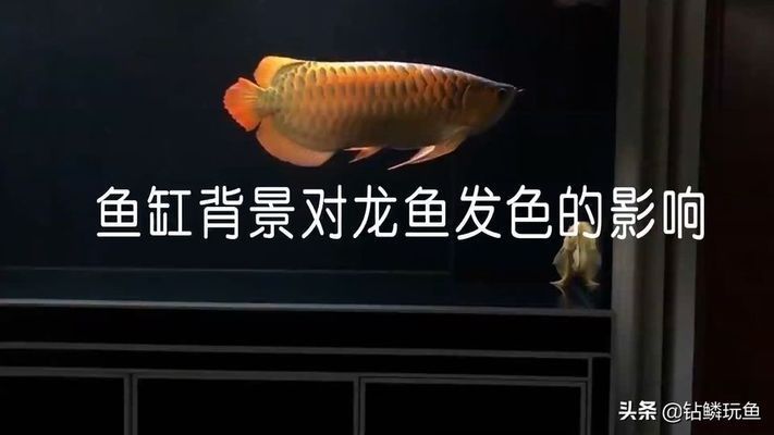 紅龍魚用什么底色好：紅龍魚底色的選擇對(duì)于整體的觀賞效果有重要影響 紅龍魚百科 第3張