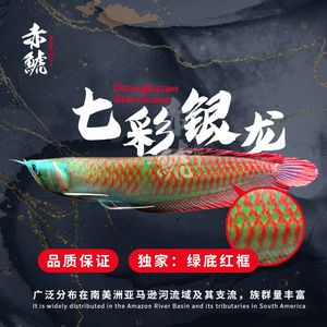 紅龍魚綠底：紅龍魚綠底與普通紅龍區(qū)別 紅龍魚百科 第2張