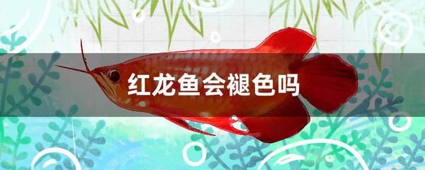 紅龍魚缺氧了怎么急救：紅龍魚缺氧后多久恢復 紅龍魚百科 第3張