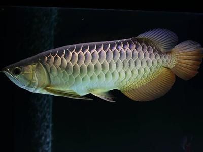 新加坡半號紅龍魚是什么魚：新加坡半號紅龍魚 紅龍魚百科 第3張