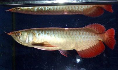 新加坡半號紅龍魚是什么魚：新加坡半號紅龍魚 紅龍魚百科 第4張