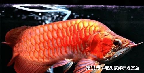 紅龍魚褪色什么原因：-紅龍魚褪色可能由多種因素引起紅龍魚褪色的原因 紅龍魚百科 第1張